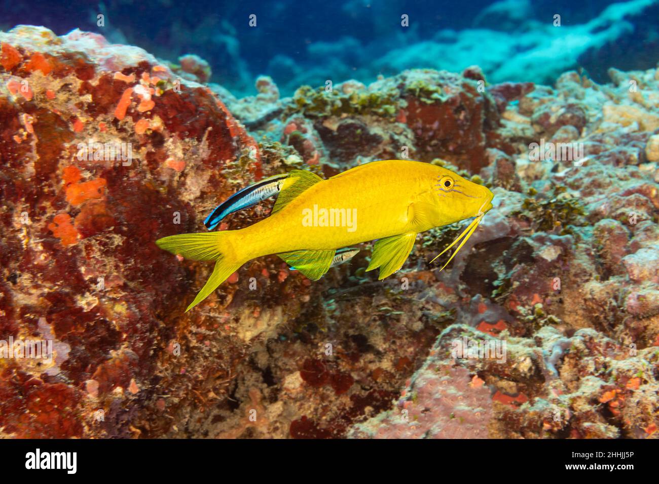 Aufgrund seiner großen Farbvariation ist der Goldsattelpfeifenfisch, Parupeneus cyclostomus, auch als der blaue Ziegenfisch und der Gelbsattelpfeifenfisch bekannt Stockfoto