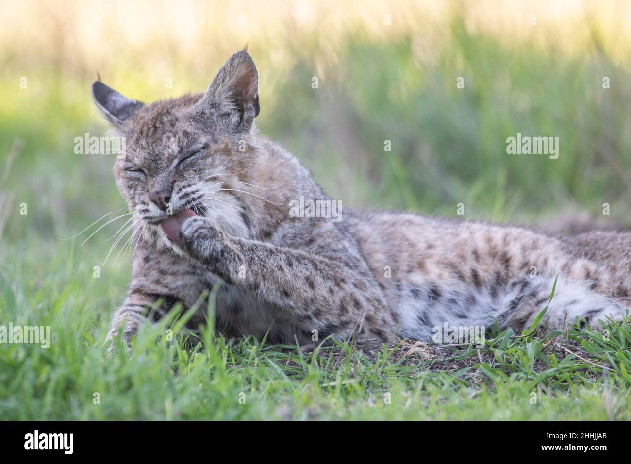 Eine entspannte, wilde Bobkatze (Lynx rufus) legt sich nieder, leckt sich die Pfote und macht sich in Kalifornien, USA, auf die Pfote. Stockfoto