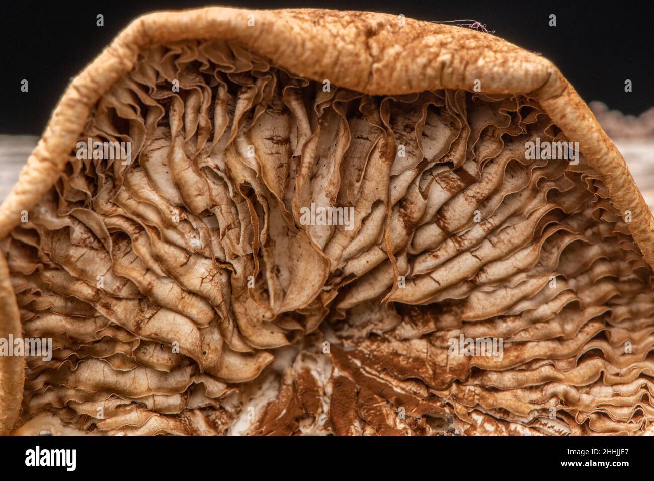 Die Unterseite eines alten Pilzes mit den verwelkenden Kiemen und Sporen darunter. Stockfoto