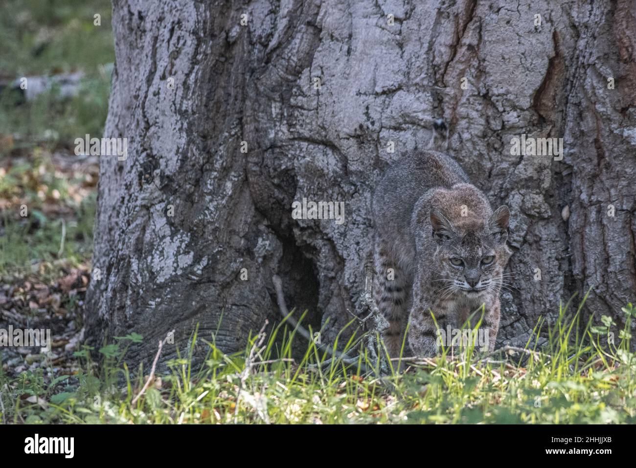 Eine wilde Bobkatze (Lynx rufus) fügt sich sehr gut in die Umgebung ein und zeigt ihre ausgezeichnete Tarnung. In Kalifornien, USA. Stockfoto