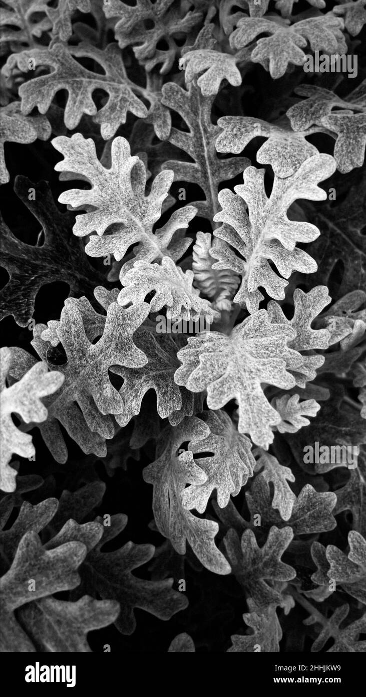Cineraria marine Silverado schwarz-weißen Hintergrund, Makrofotografie, gute Karte. Stockfoto
