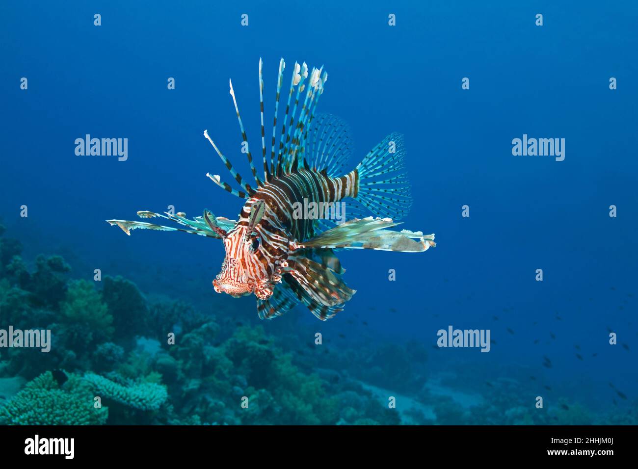 Pterois volitans giftige Korallenrifffische in der Familie Scorpaenidae schwimmen im Roten Meer auf schwarzem Hintergrund Stockfoto
