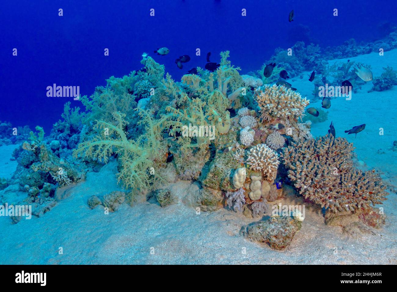 Schwarm exotischer Fische, die in den Korallenriffen des blauen Roten Meeres schwimmen Stockfoto