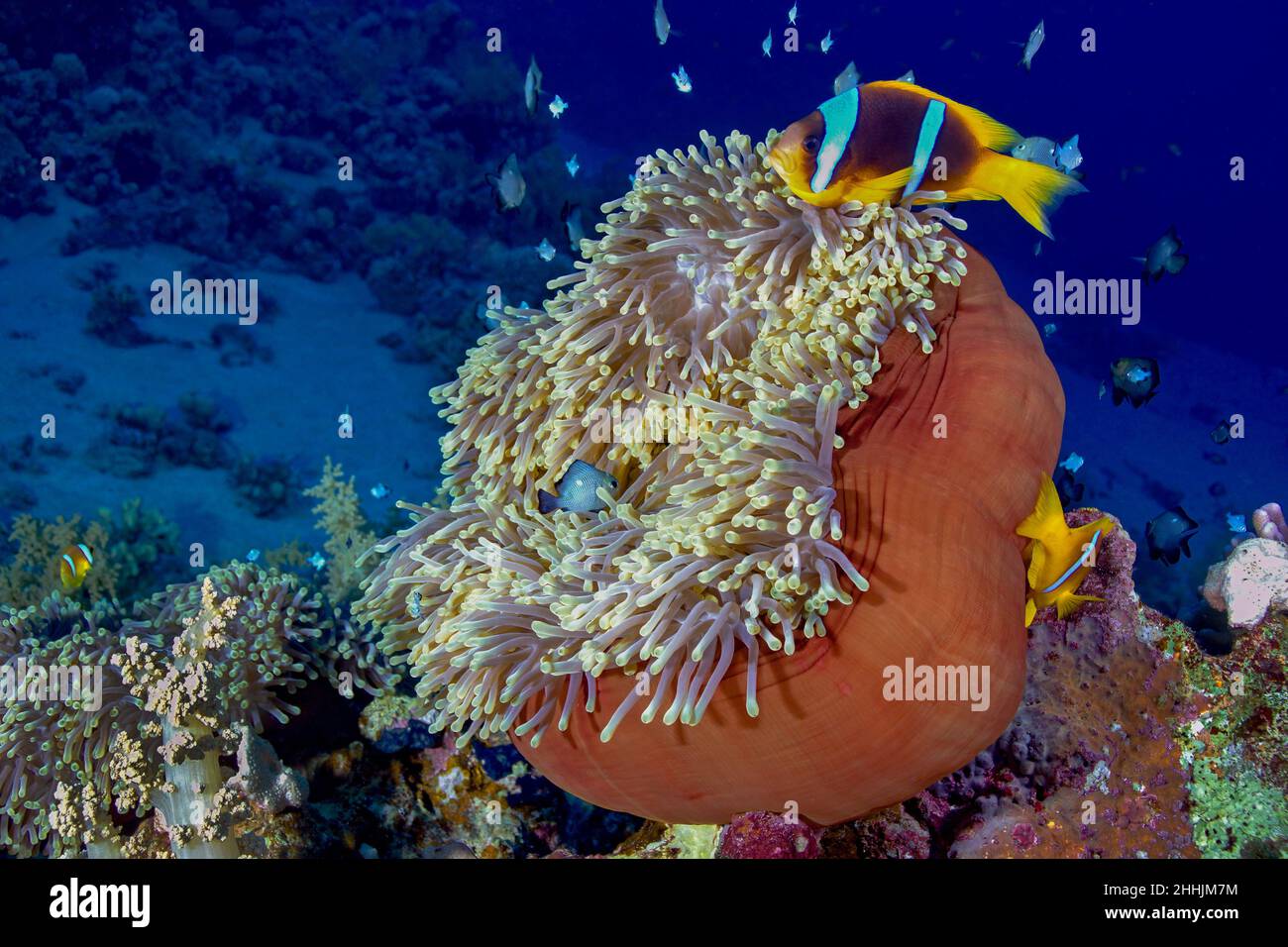 Exotische Clownfische, die in der Nähe von Meeresräubertieren, Seeanemonen im blauen Wasser des Roten Meeres schwimmen Stockfoto