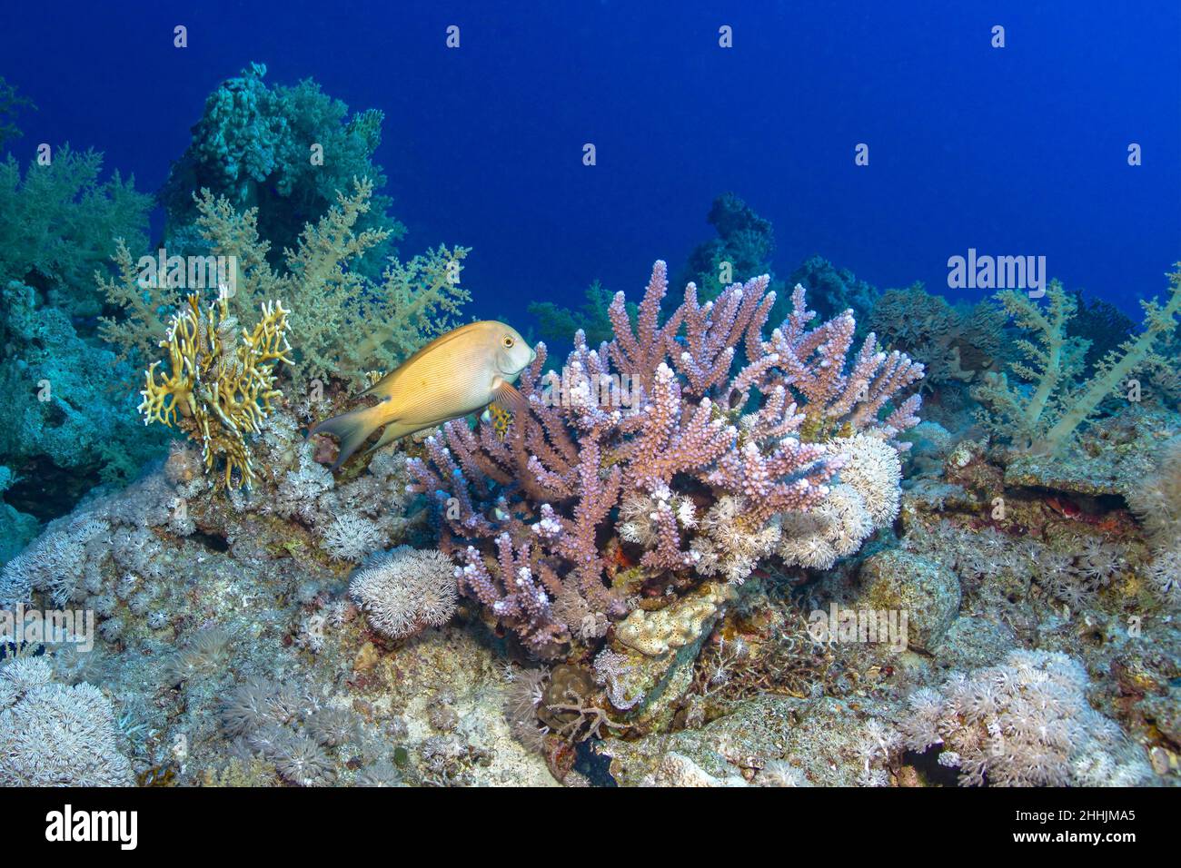 Farbenfrohe, exotische Orangen-Fische schwimmen in Korallenriffen des blauen Roten Meeres Stockfoto