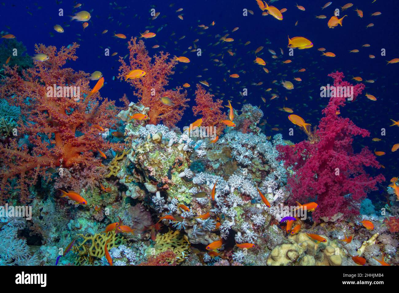 Schwarm von farbenfrohen exotischen Orangen-Fischen, die in den Korallenriffen des blauen Roten Meeres schwimmen Stockfoto