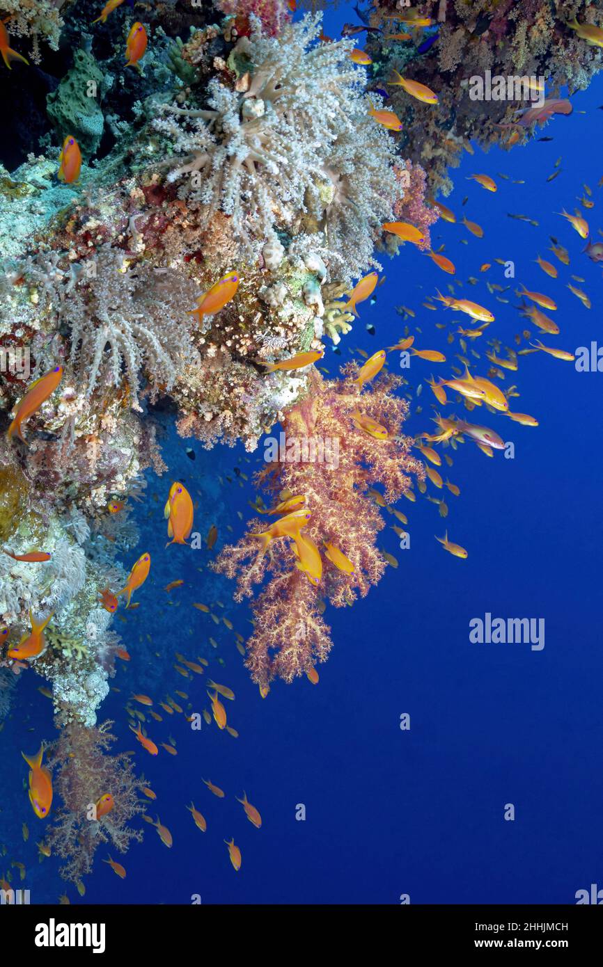 Schwarm von farbenfrohen exotischen Orangen-Fischen, die in den Korallenriffen des blauen Roten Meeres schwimmen Stockfoto