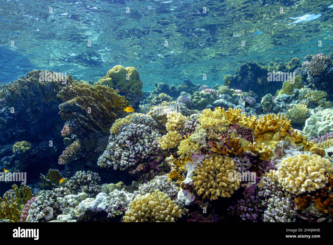 Farbenfrohe, exotische Orangen-Fische schwimmen in Korallenriffen des blauen Roten Meeres Stockfoto