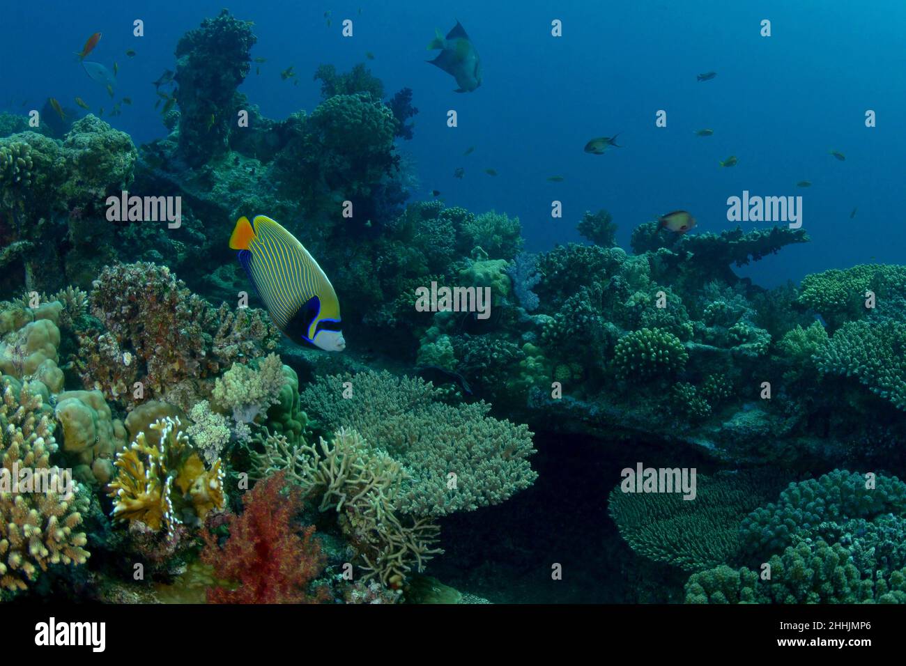 Schwarm von Fischen, die in Korallenriffen des blauen Roten Meeres schwimmen Stockfoto