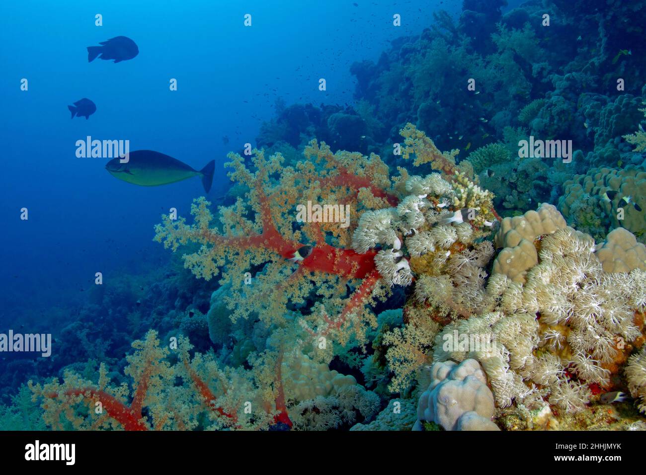 Schwarm von Fischen, die in Korallenriffen des blauen Roten Meeres schwimmen Stockfoto