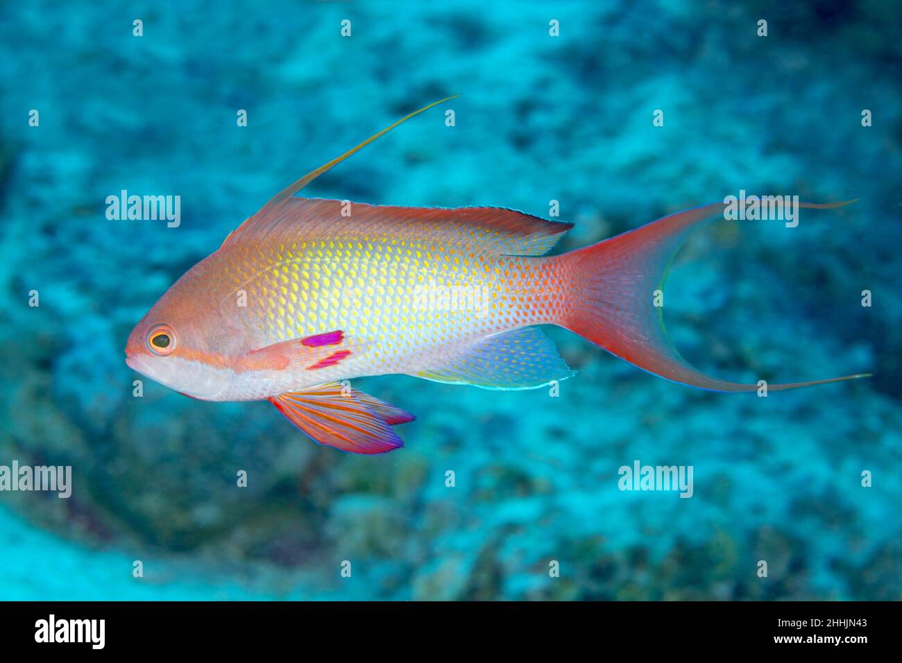 Farbenfrohe exotische einzelne kleine Meer goldie Fische mit rosa Haut schwimmen im tiefen klaren Wasser des roten Meeres in der Nähe von Korallen Stockfoto