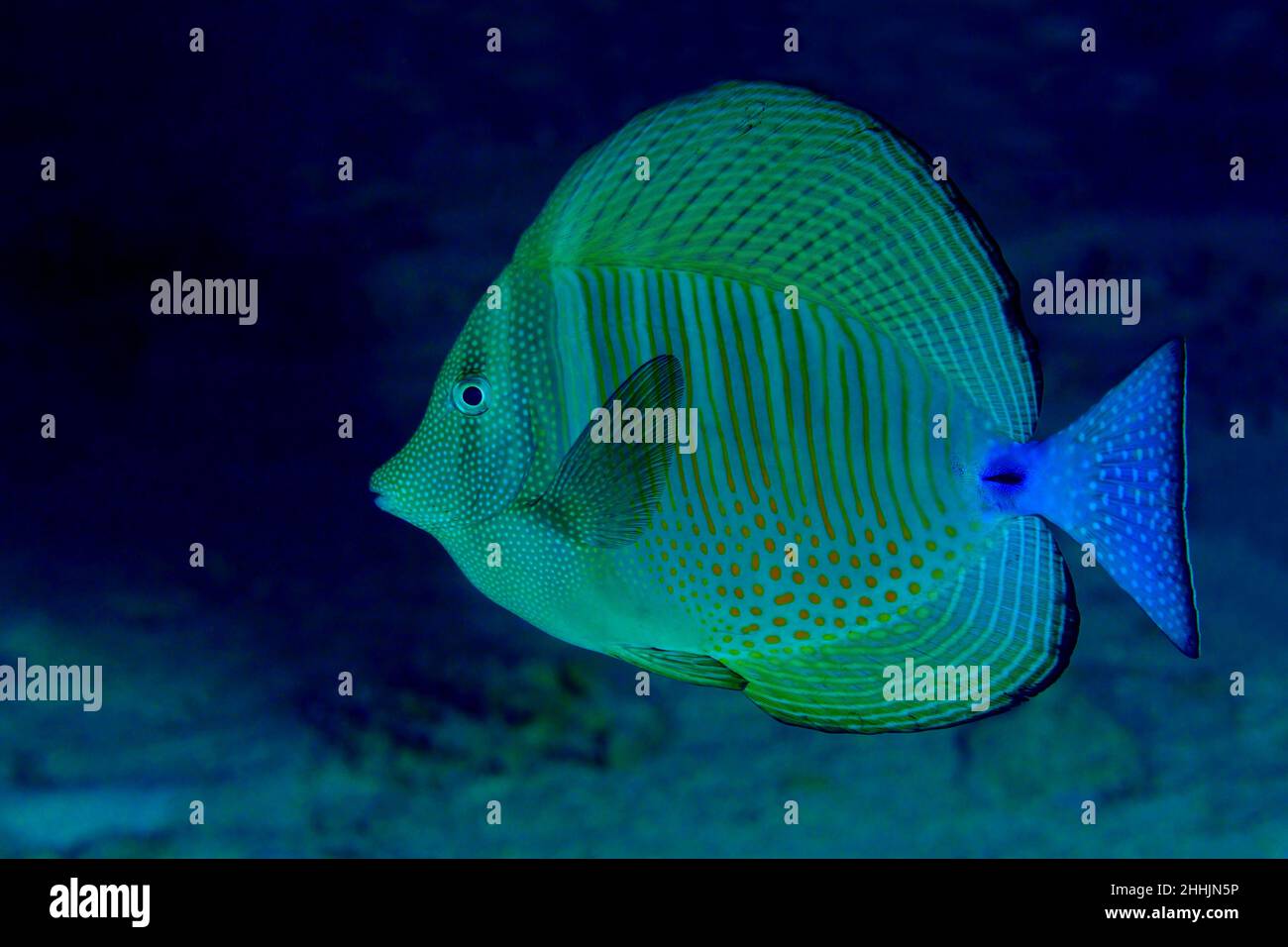 Exotische Zebrasoma-Fische mit scheibenförmigem Körper und leuchtend blauem Schwanz schwimmen unter dem klaren roten Meer mit sandigen Boden Stockfoto