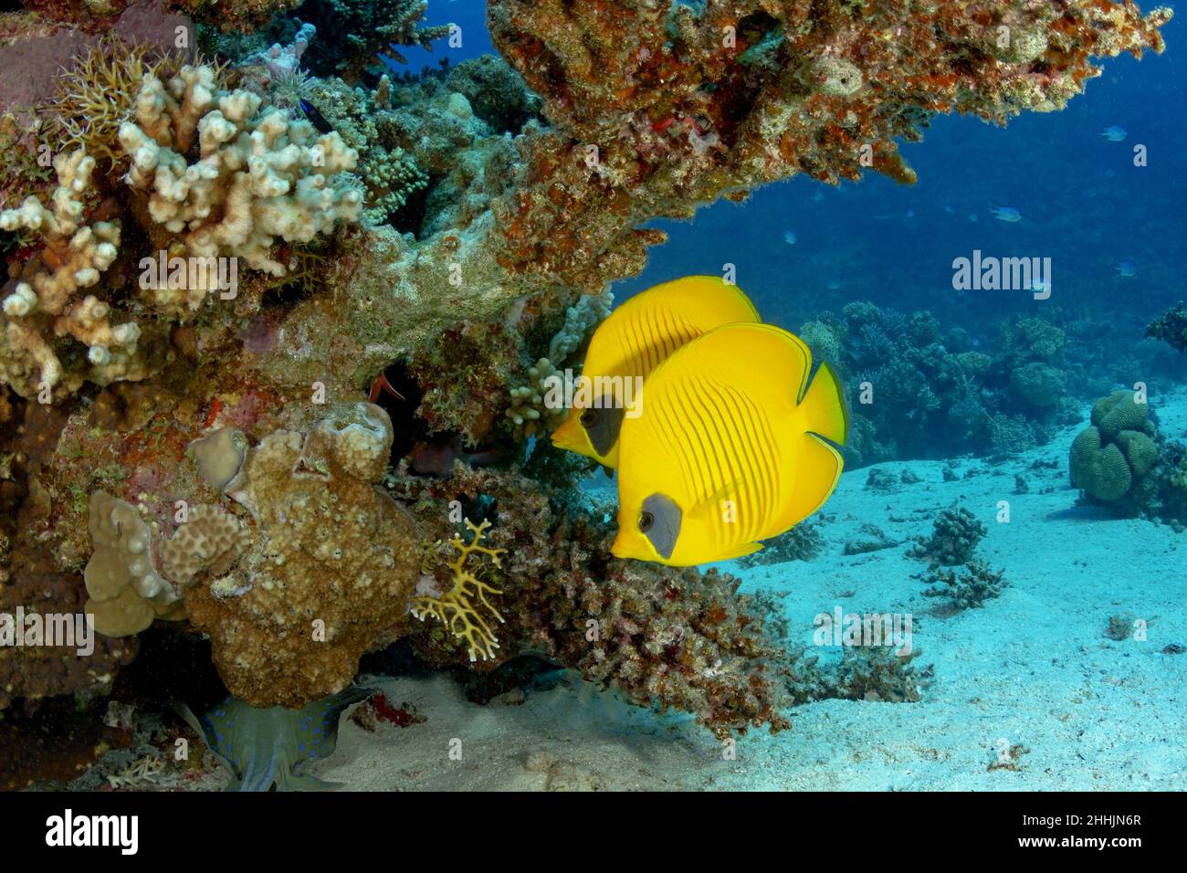 Bunte exotische gelbe Schmetterlingsfische mit schwarzem Auge schwimmen in der Nähe von Korallenriffen tief in klarem Wasser des roten Meeres mit sandigen Boden Stockfoto