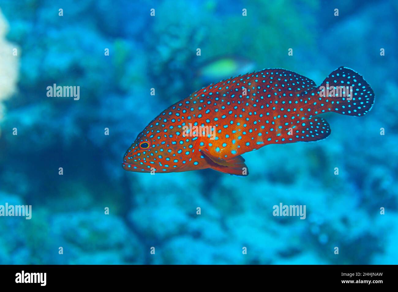 Rote exotische Cephalopholis miniata-Fische mit blauen Flecken, die in tiefklarem, transparentem Meerwasser des Roten Meeres in der Nähe eines steinigen Riffs schwimmen Stockfoto