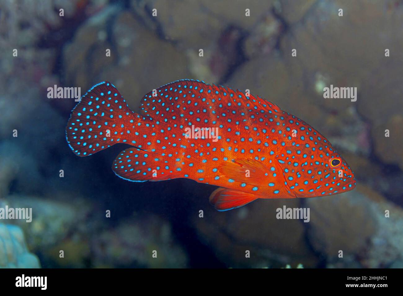 Rote exotische Cephalopholis miniata-Fische mit blauen Flecken, die in tiefklarem, transparentem Meerwasser des Roten Meeres in der Nähe eines steinigen Riffs schwimmen Stockfoto