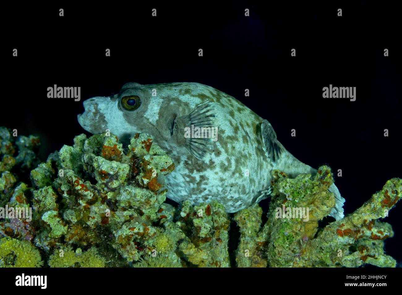 Großer japanischer Kugelfisch mit Flecken am Körper, die auf rauhen Korallen im dunkelroten Meer mit klarem Wasser liegen Stockfoto