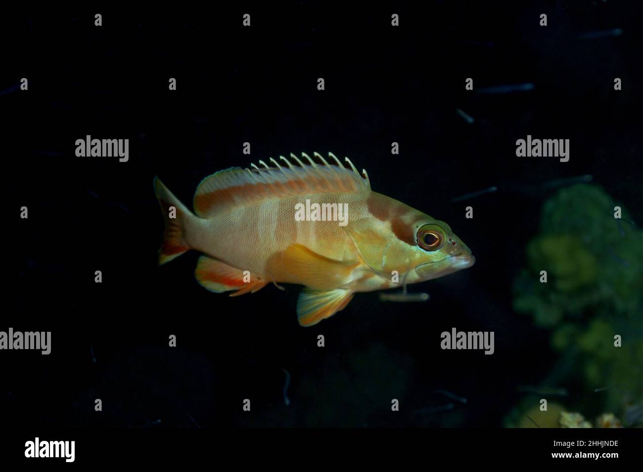 Exotische Bodianus-Flavifron-Fische mit scharfer Flosse und Streifen schwimmen im klaren Wasser des roten Meeres mit Korallen in der Dunkelheit Stockfoto