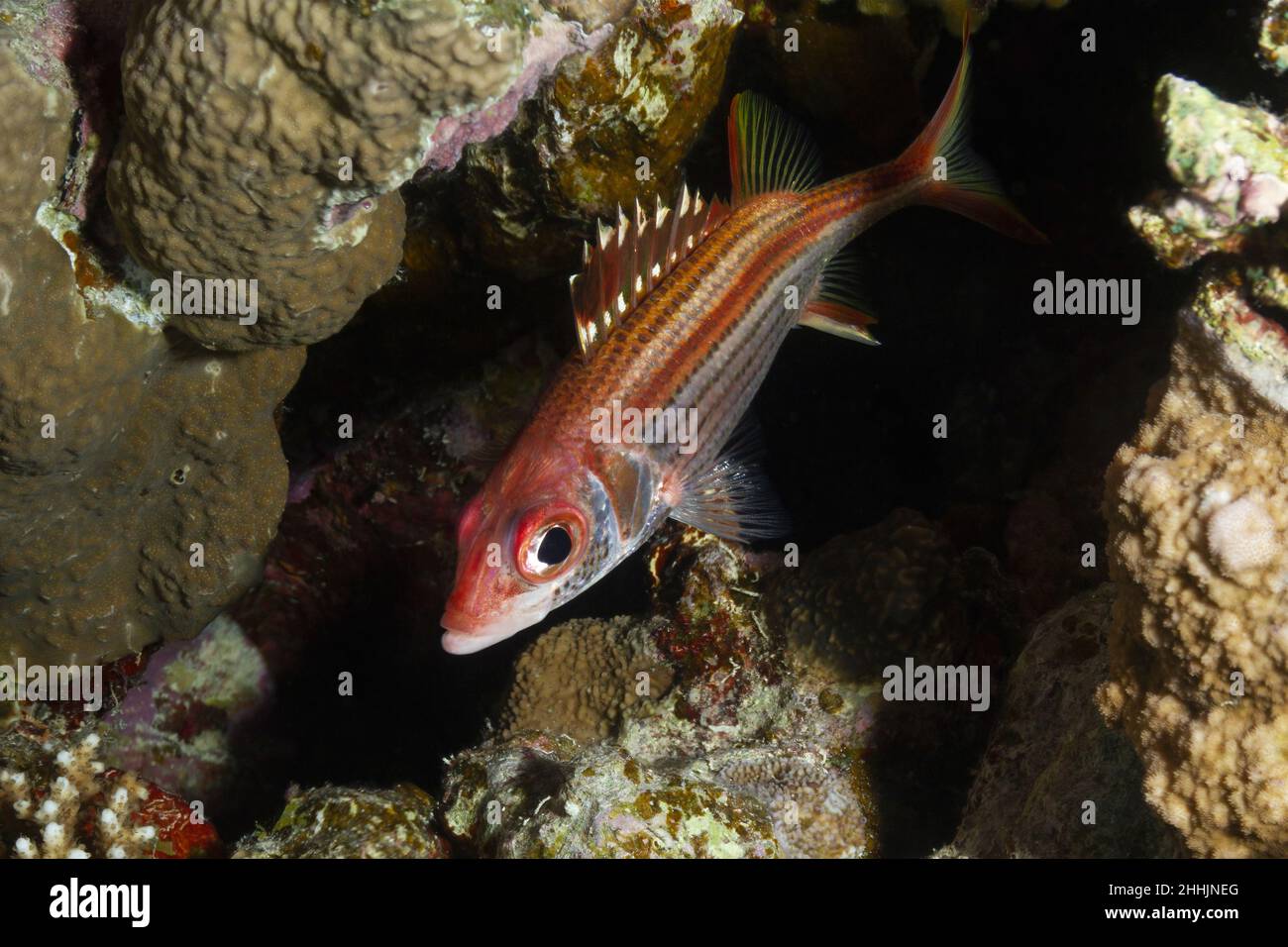 Von oben von roten Holocentridae-Fischen mit scharfen Flossen, die in der Nähe von steinigen Korallenriffen im klaren Wasser des roten Meeres schwimmen Stockfoto