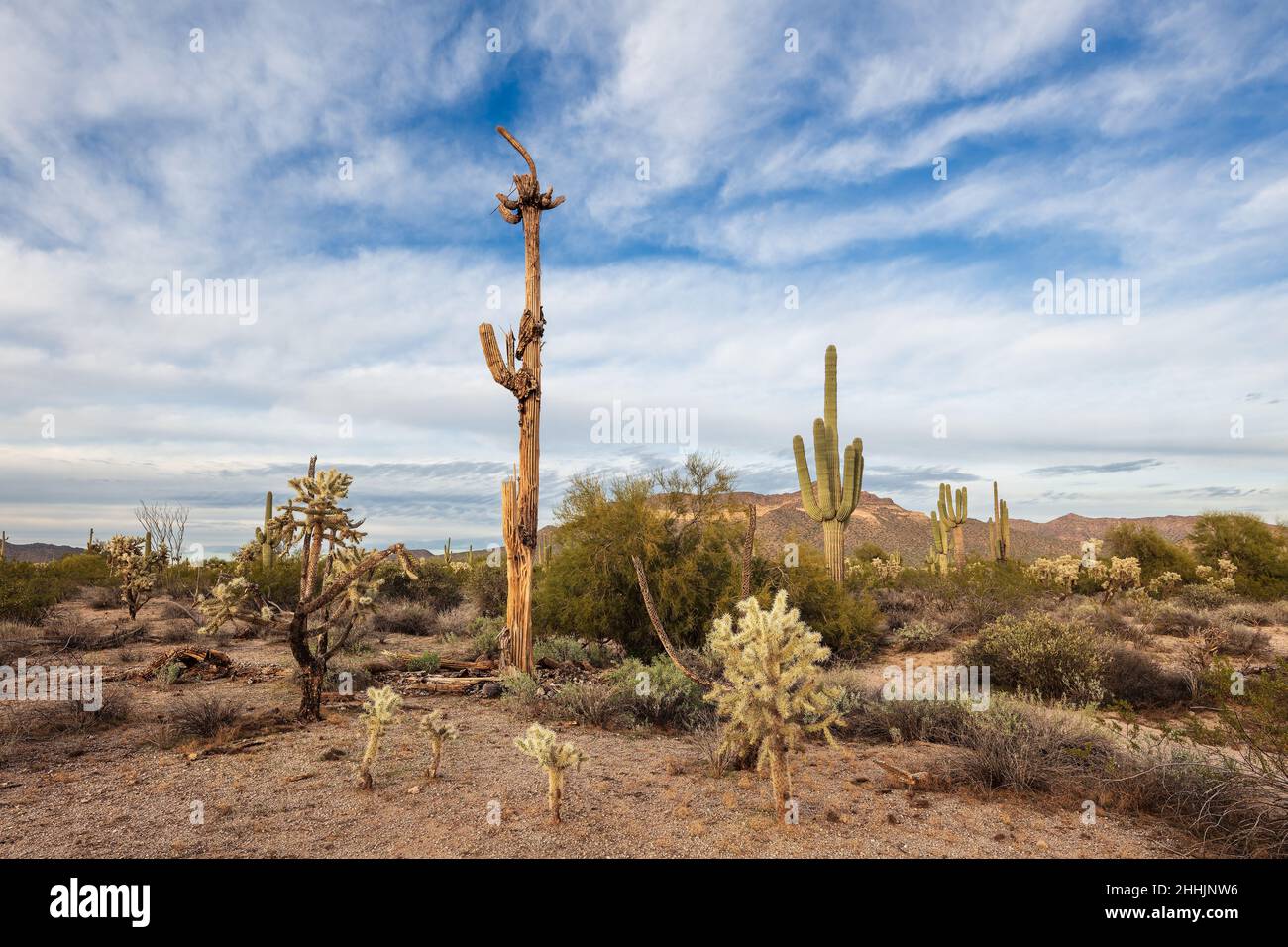 Landschaftlich reizvolle Landschaft der Sonora-Wüste mit Saguaro Cactus im Usery Mountain Park in Mesa, Arizona Stockfoto