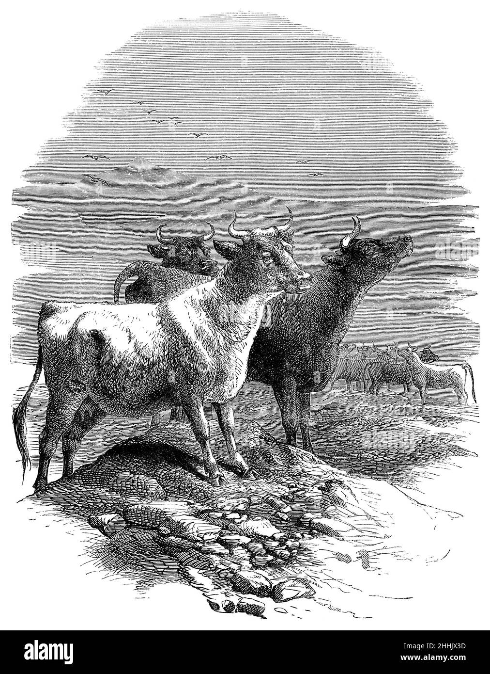 1891 Jahrgangsgravur von Rindern auf der amerikanischen Prärie. Stockfoto