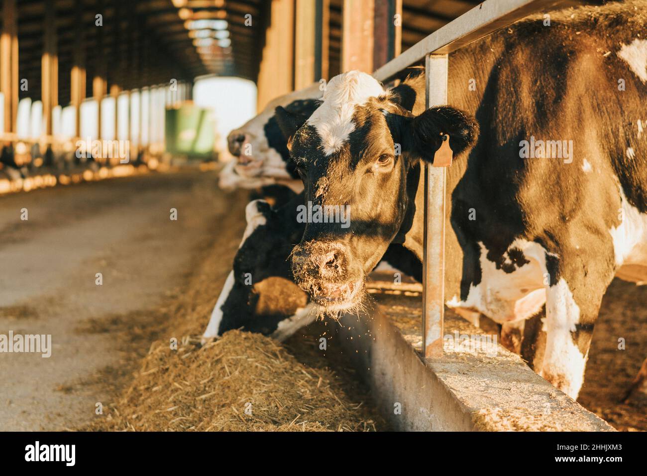 Kuh schaut in der Morgendämmerung auf die Kamera, während sie Futter isst Stockfoto