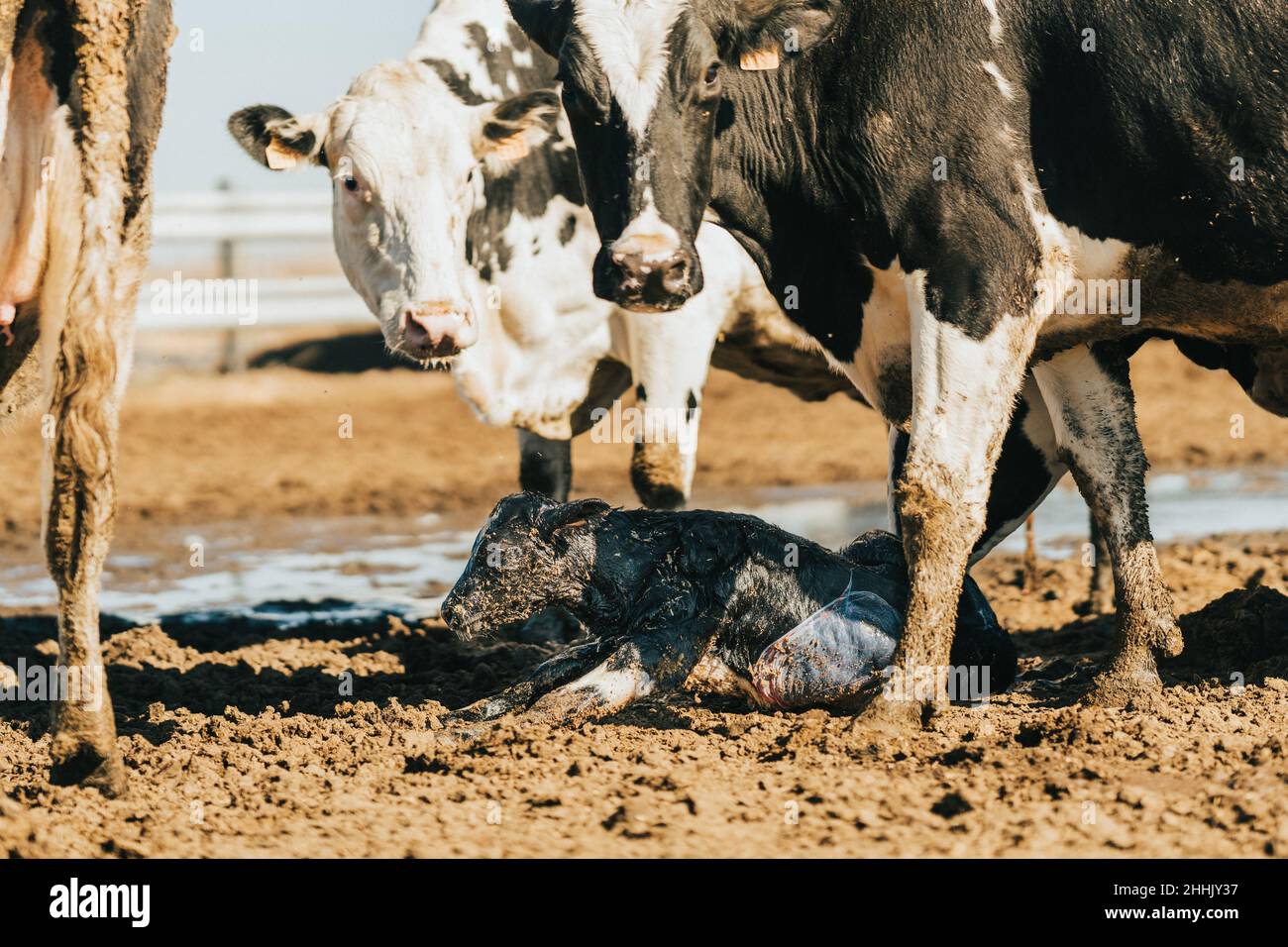 Andere Kühe, die kürzlich gekalbt haben, nähern sich Stockfoto