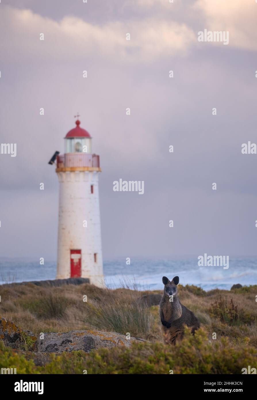 Ein Wallaby am Port Fairy Lighthouse in Victoria, Australien Stockfoto