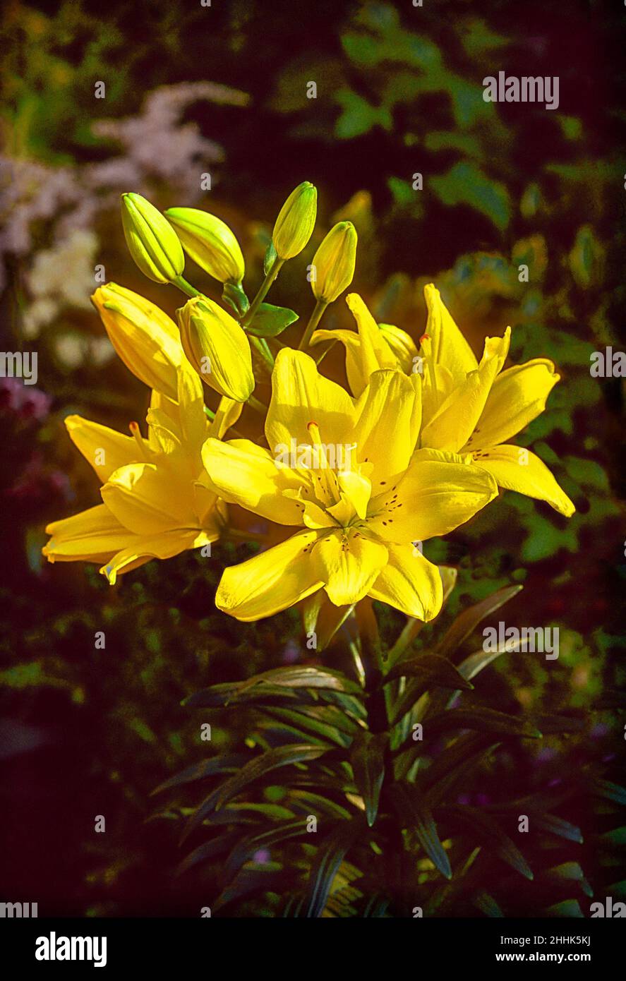 Nahaufnahme von Lily Fata Morgana. Mehrere gelbe Blüten und Knospen vor einem Laubhintergrund. Eine Div 1 Asiatische Hybride Lilie mit nach oben gerichteten Blüten. Stockfoto