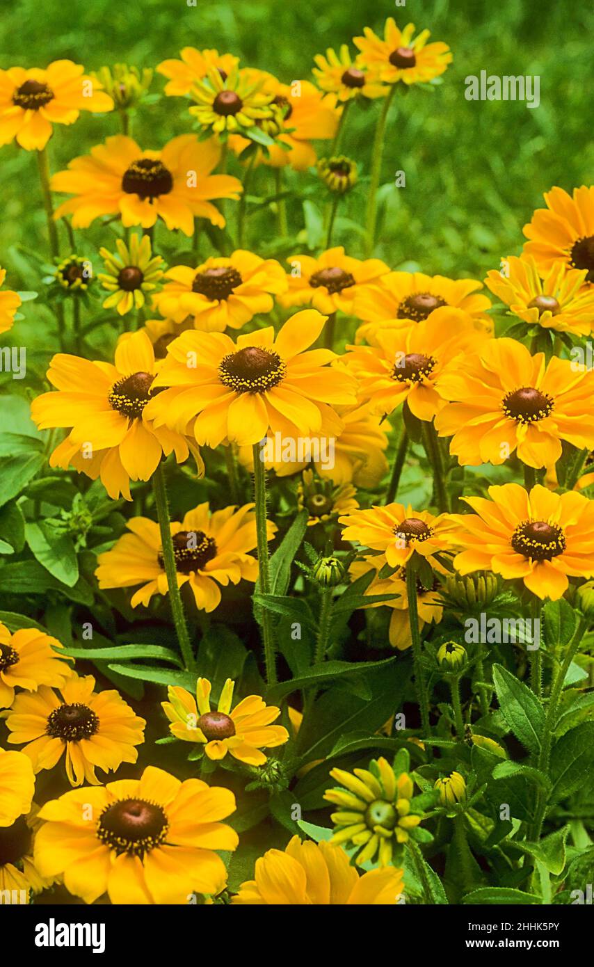 Rudbeckia Hirta Toto mit gelben Blüten und braunen Zentralscheiben, die in einem krautigen Rand wachsen. Auch Black Eyed Susan ist sommergrün & völlig winterhart Stockfoto