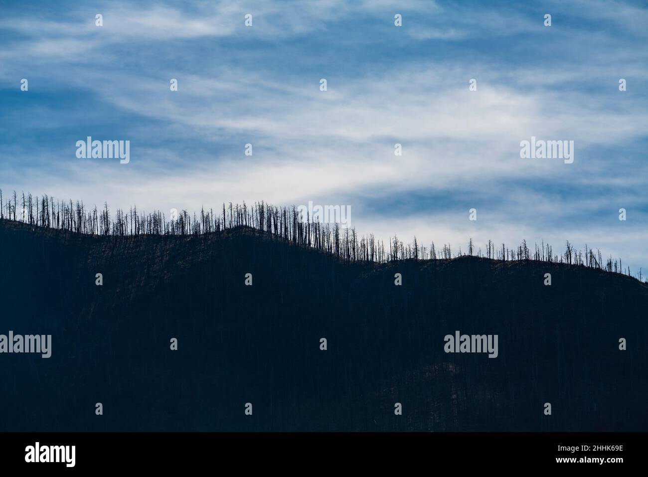 USA, New Mexico, Silver City, Gila National Forest, Silhouetten von Bäumen auf einem Hügel Stockfoto