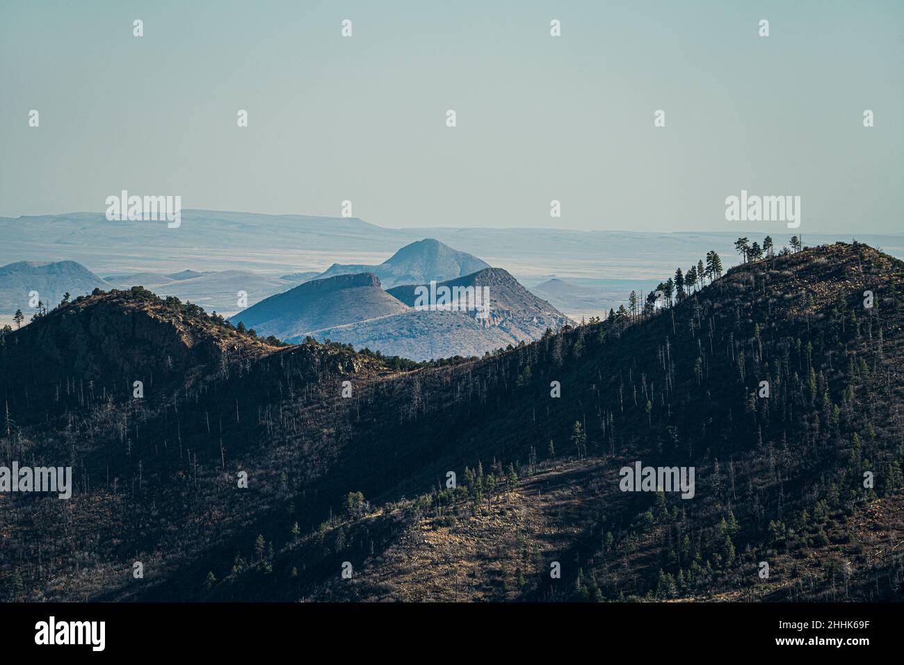 USA, New Mexico, Gila National Forest, Emory Pass, Bäume auf einem Hügel Stockfoto
