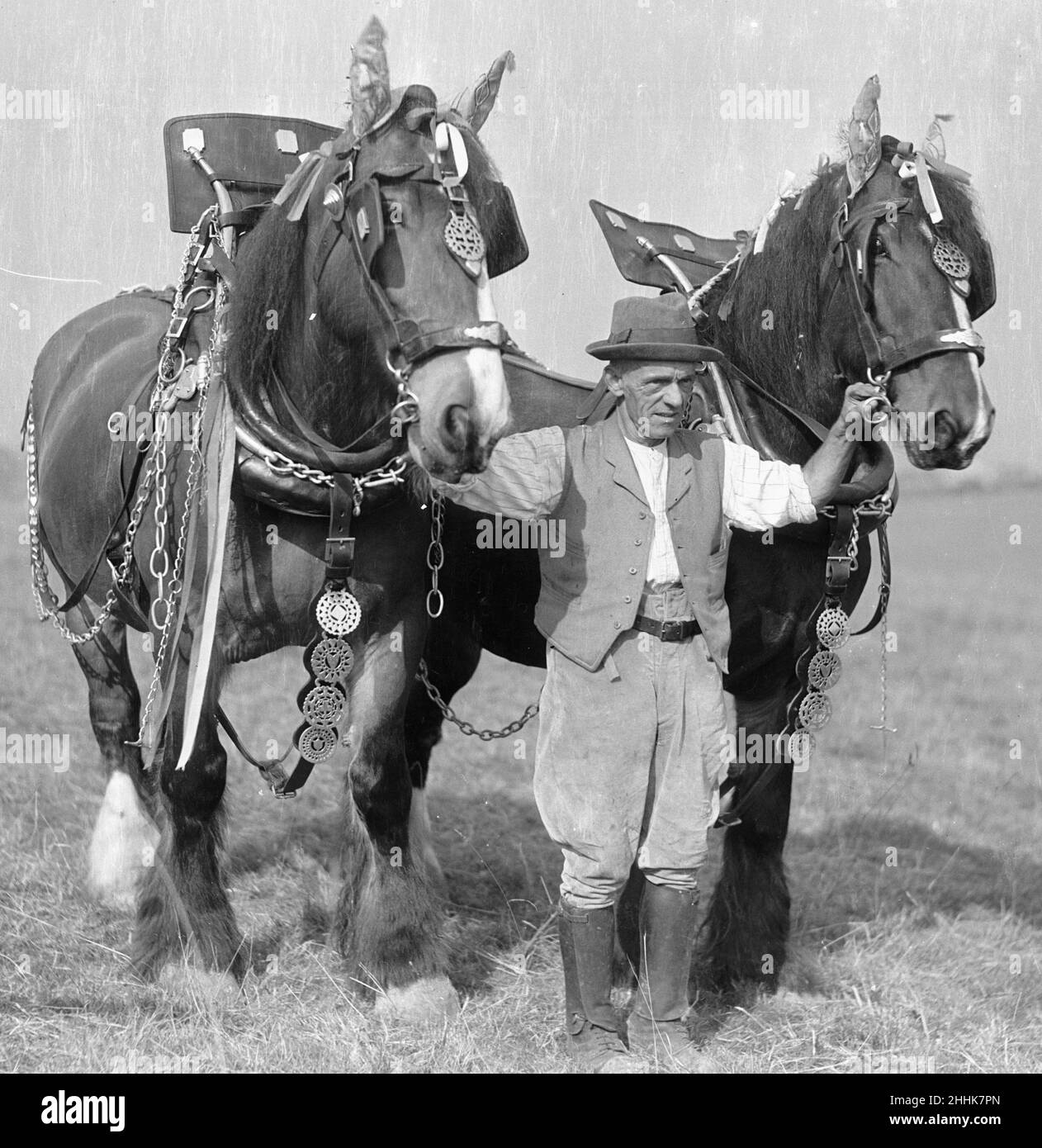 Pflugmann mit seinem Team von schweren Arbeitspferden. Ca. 1930 2477 Stockfoto