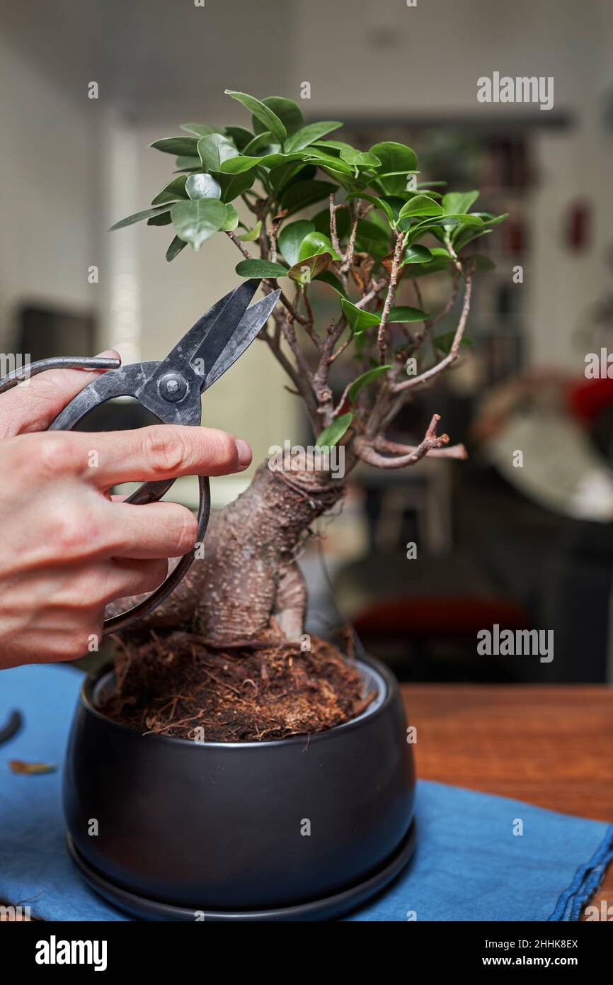 Crop unkenntlich fokussierten brtigen Mann in Schrze Schneiden ste von  kleinen Bonsai-Baum mit Gartenscheren im Geschft Stockfotografie - Alamy