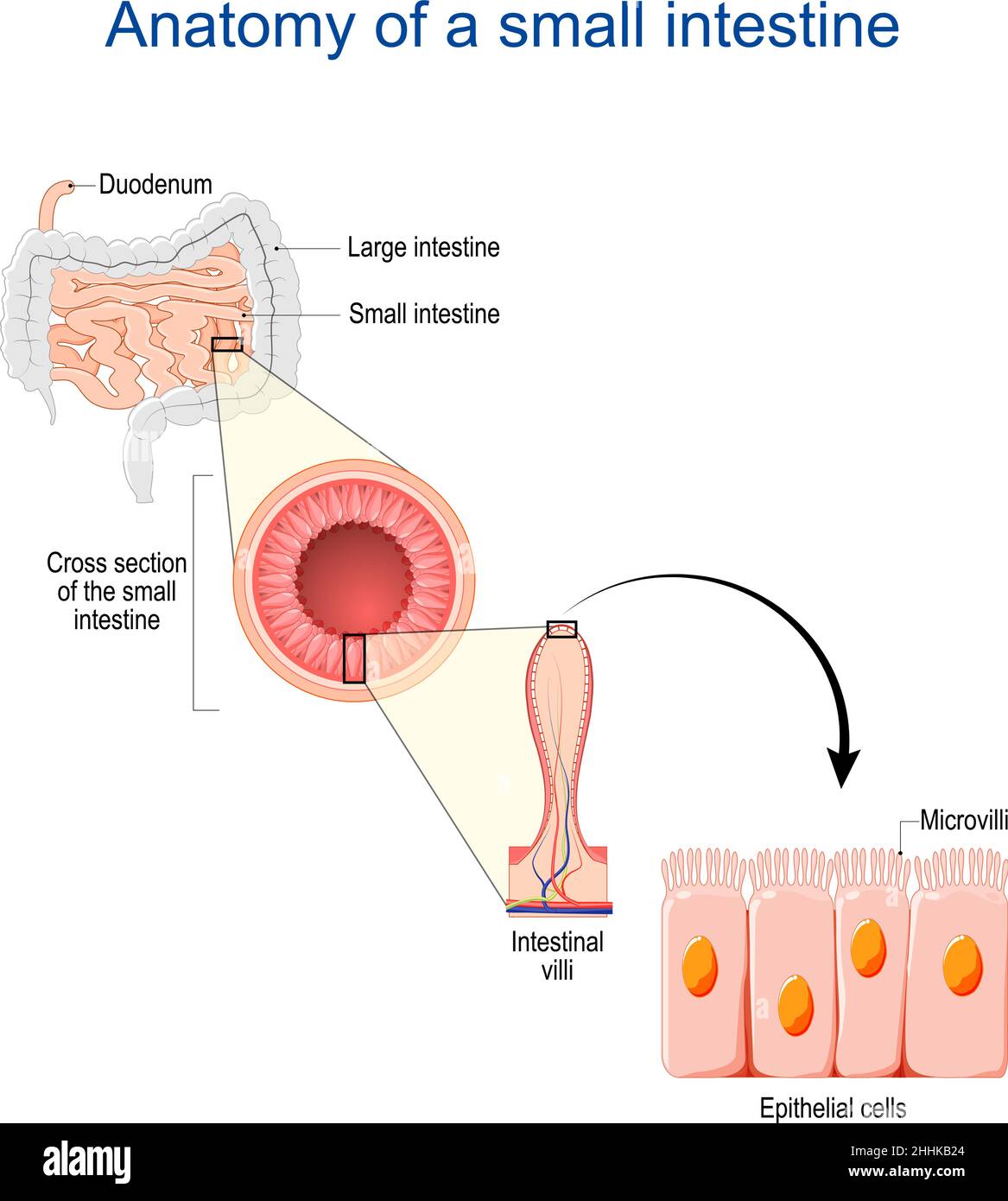 Anatomie des Dünndarms. Querschnitt eines Ileums mit inneren Zotten. Nahaufnahme von Epithelzellen mit Mikrovilli. Vektorgrafik Stock Vektor