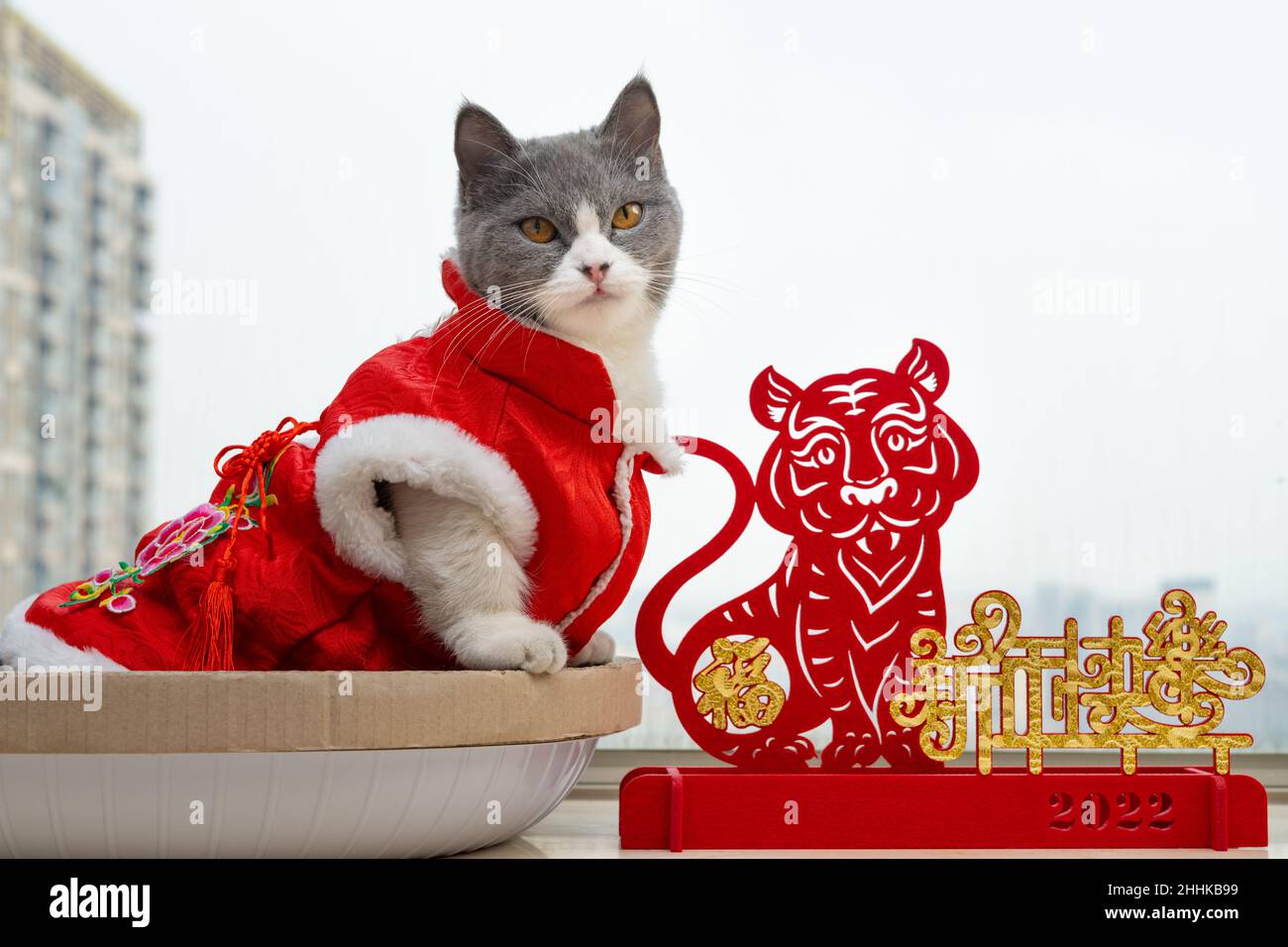 Eine niedliche Katze mit traditionellem chinesischen Neujahrskleid und einem Tiger-Maskottchen in der Nähe der Chinesen bedeutet Frohes Neues Jahr kein Logo keine Marke Stockfoto