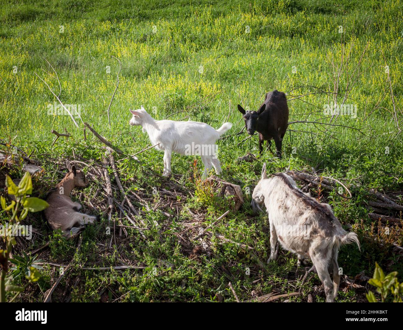 Bild von einer jungen Ziege, eine weiße Ziege aus Vieh essen Gras in einem ländlichen landwirtschaftlichen Feld umgeben von älteren Ziegen, schwarz und braun, in einem Stockfoto
