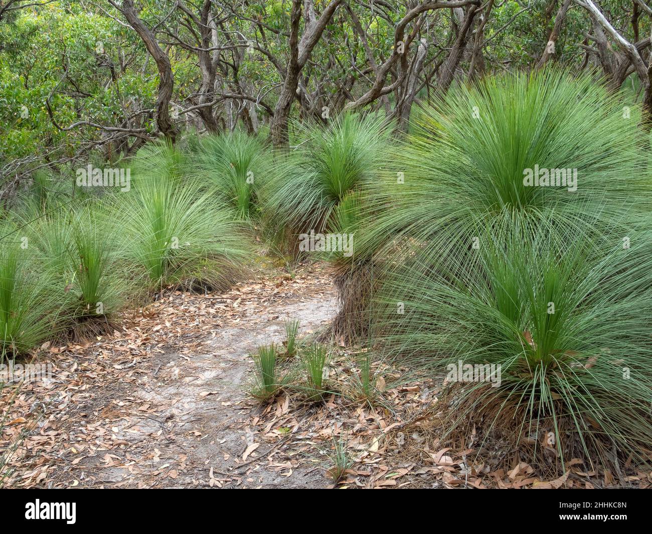 Stachelgrasbäume auf dem Great Ocean Walk - Johanna, Victoria, Australien Stockfoto
