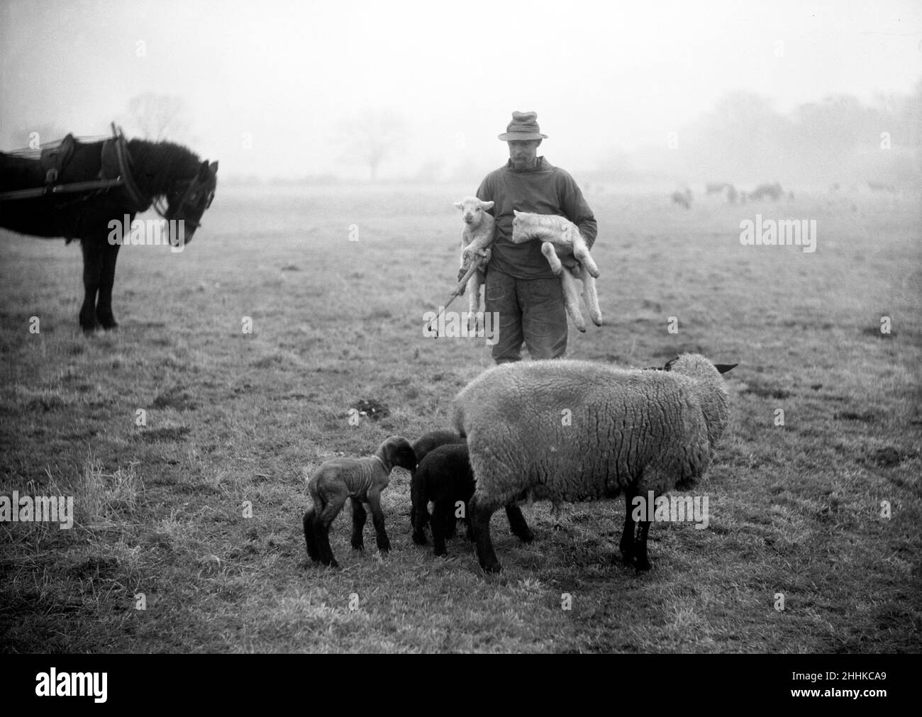 Der Hirte adoptiert eine Familie in Woodhaven Mortimer, Malden, Essex. Wenn ein Mutterschafe mehr als zwei Lämmer hat, nimmt er die überschüssigen Lämmer weg und züt sie von Hand.April 1935. P23081 Stockfoto