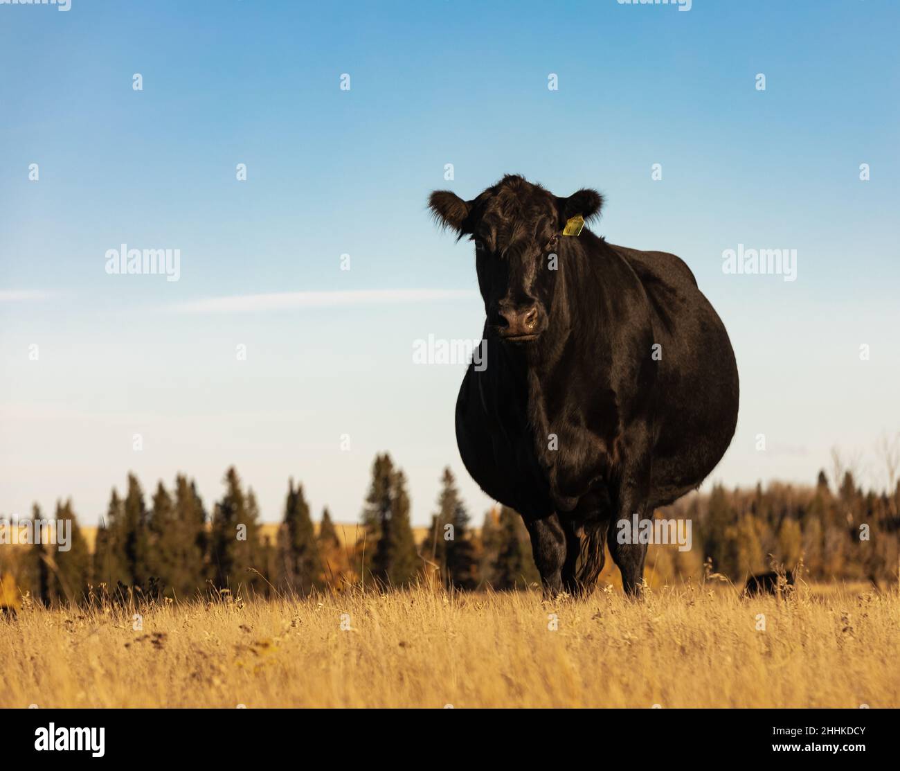 Wunderschönes Black Angus. Schwarze Kuh auf der Weide. Stockfoto