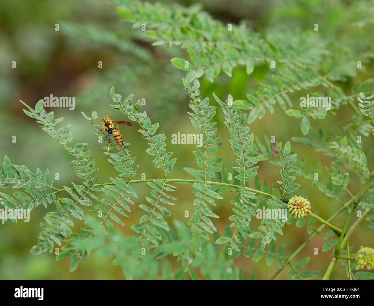 Wespe auf Akazienblatt. Tropische Insekten. Stockfoto