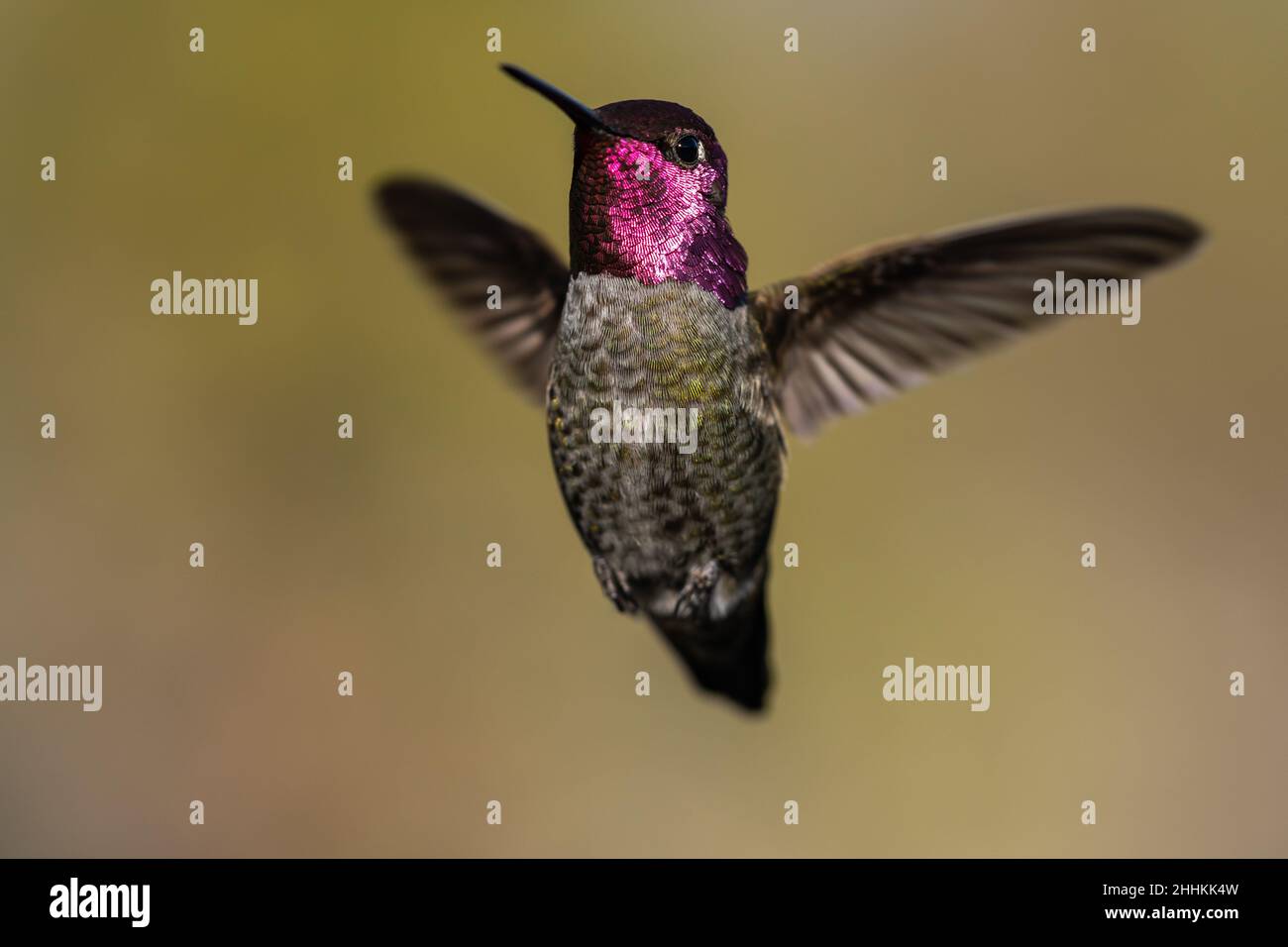 Kolibri fliegt im Flug. Oregon, Ashland, Winter Stockfoto