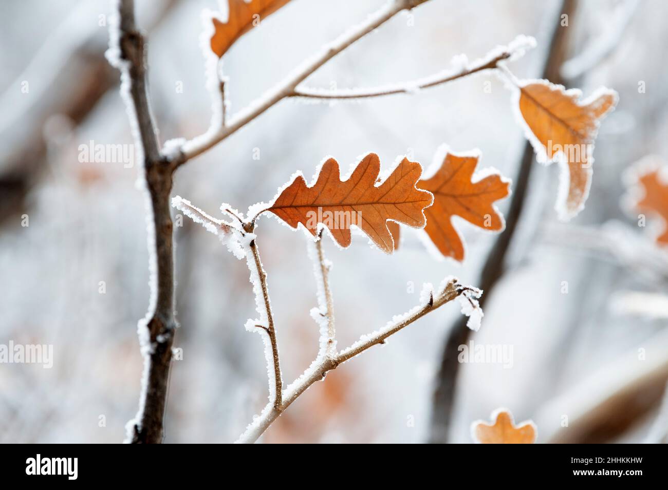 Reifrost-Mäntel schrubben Eichenblätter in den Bergen in der Nähe von Colorado Springs, Colorado. Stockfoto