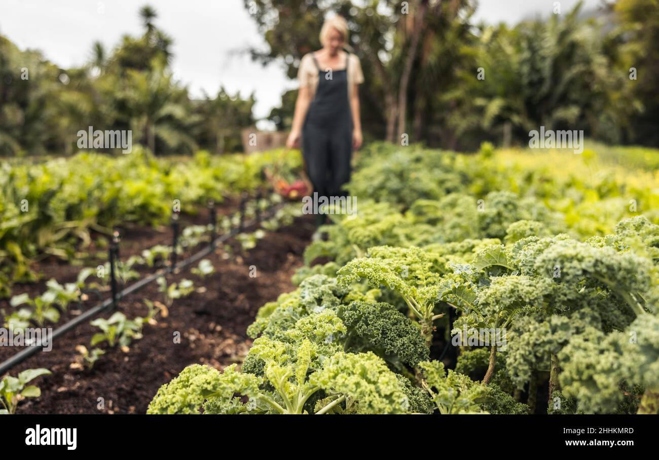 Bio-Gemüsegarten mit einer Frau im Hintergrund. Anonyme Gärtnerin, die auf einem landwirtschaftlichen Feld frischen Grünkohl pflückt. Selbstnachhaltige Frau Stockfoto