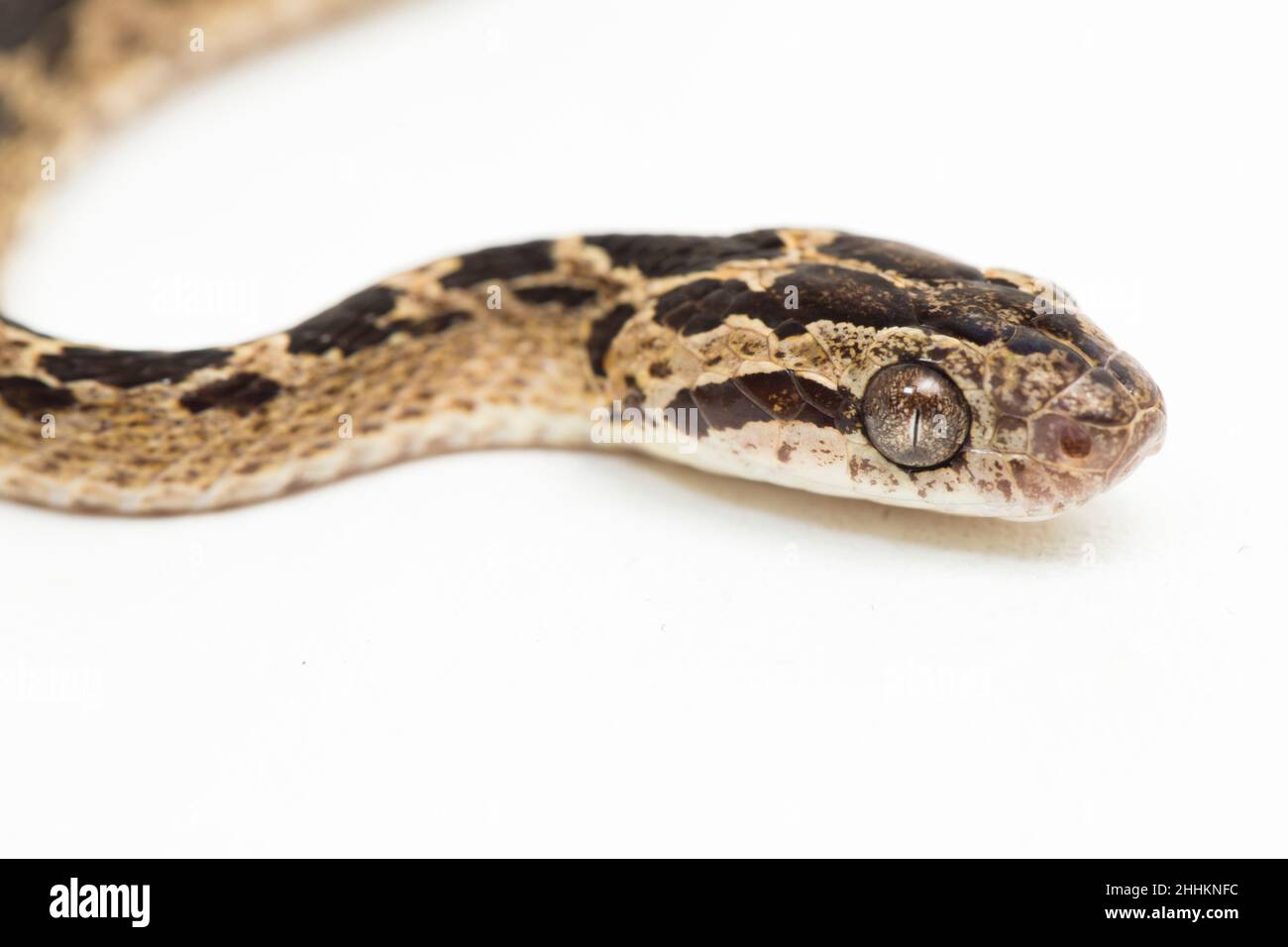 Die vielgefleckte Katzenschlange Boiga multomaculata isoliert auf weißem Hintergrund Stockfoto