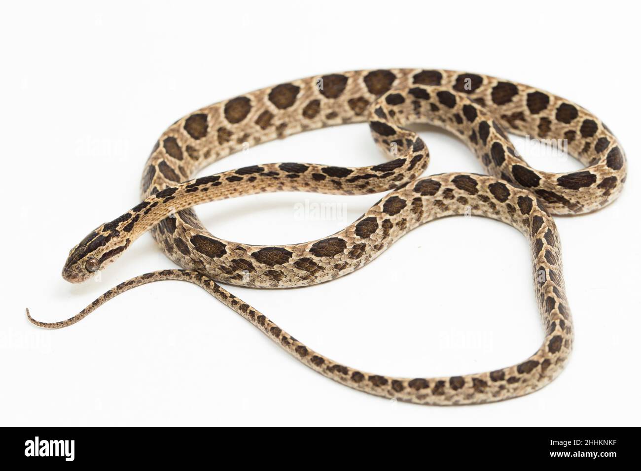 Die vielgefleckte Katzenschlange Boiga multomaculata isoliert auf weißem Hintergrund Stockfoto