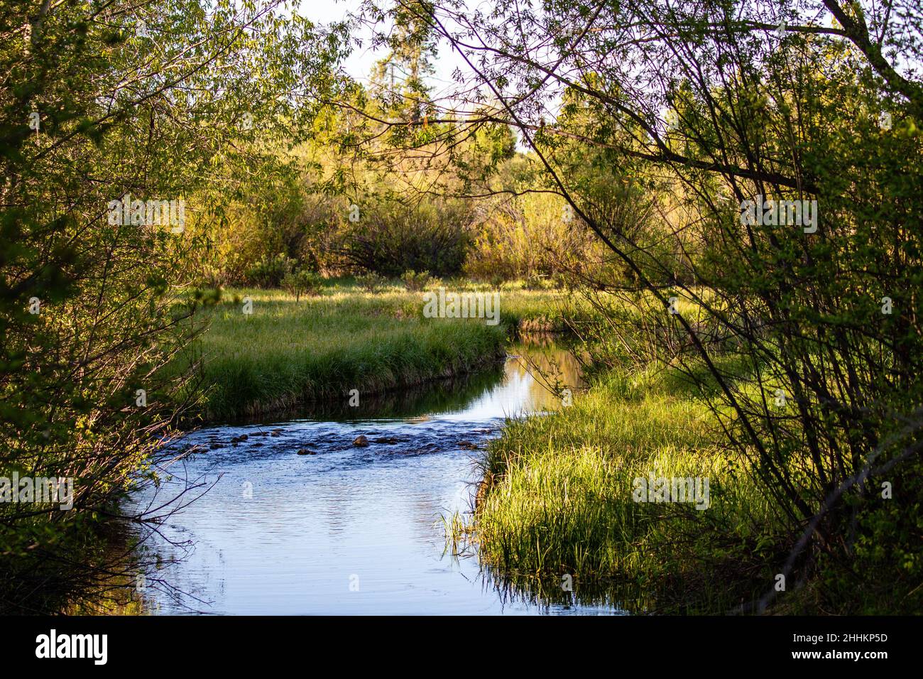 Kleiner Bach in der Nähe von Wilson, Wyoming im Jackson Hole Valley in der späten Nachmittagssonne, horizontal Stockfoto