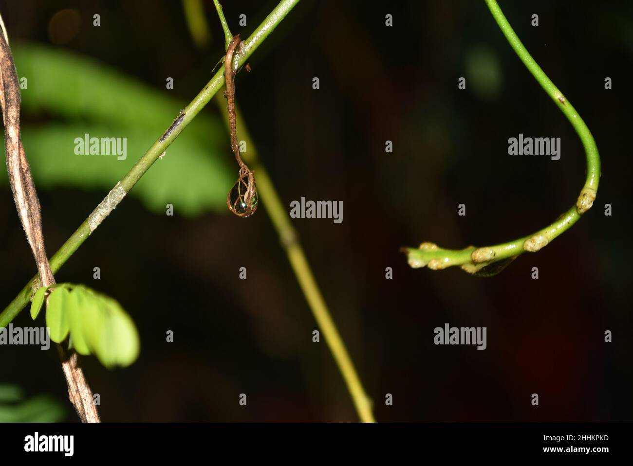 Regentropfen in einer Pflanze namens Saga (Abrus precatorius), die in der Nähe des Waldes in der Nähe von zu Hause mit Augenwinkel aufgenommen wurde. Stockfoto