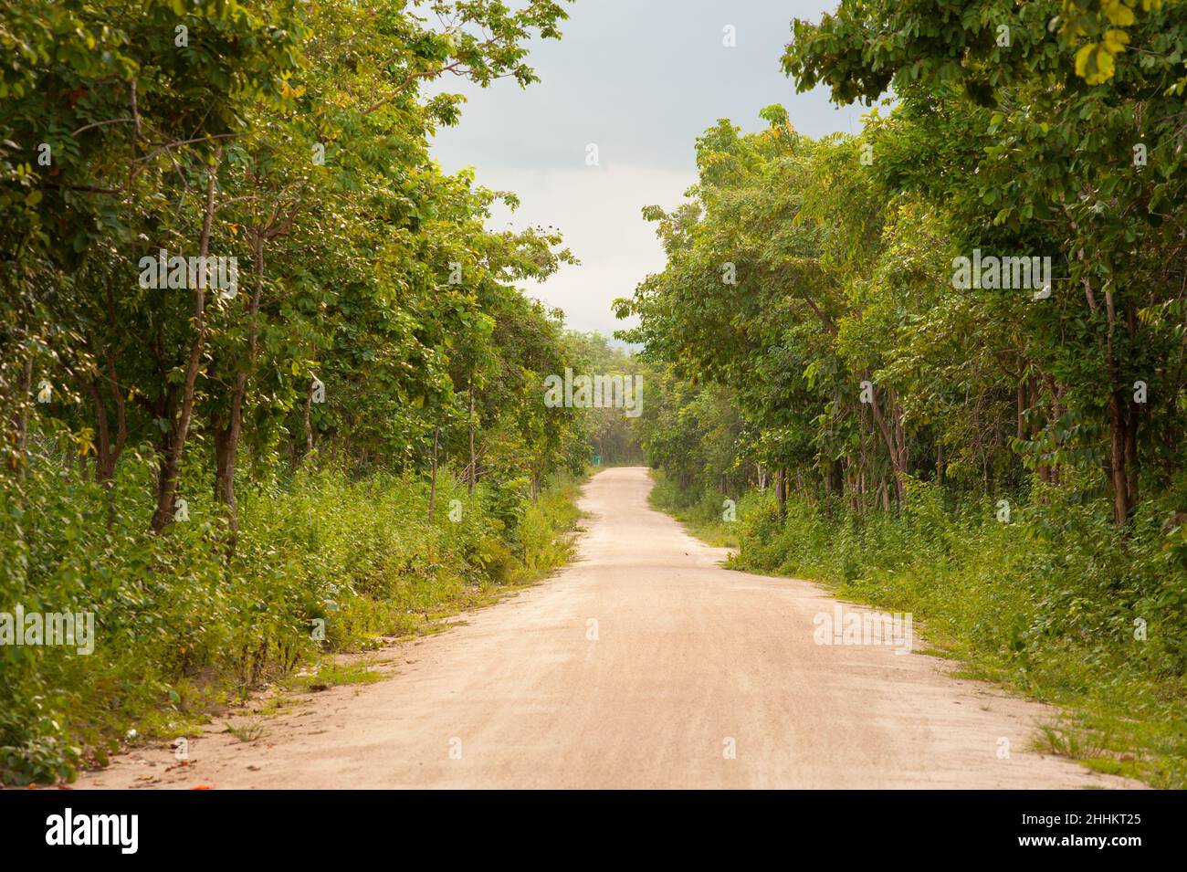 Unbefestigte Straße durch den Dschungel während der Regenzeit, Phnom Tamao Wildlife Rescue Center, Provinz Takeo, Kambodscha. Credit: Kraig Lieb Stockfoto
