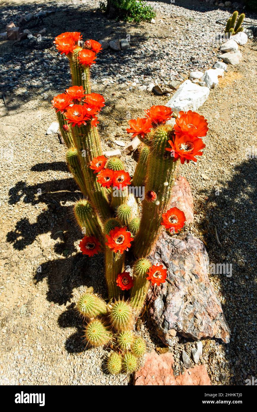 Blühender Kaktus in der Wüste Südwest mit leuchtend orangefarbenen Blüten. Stockfoto