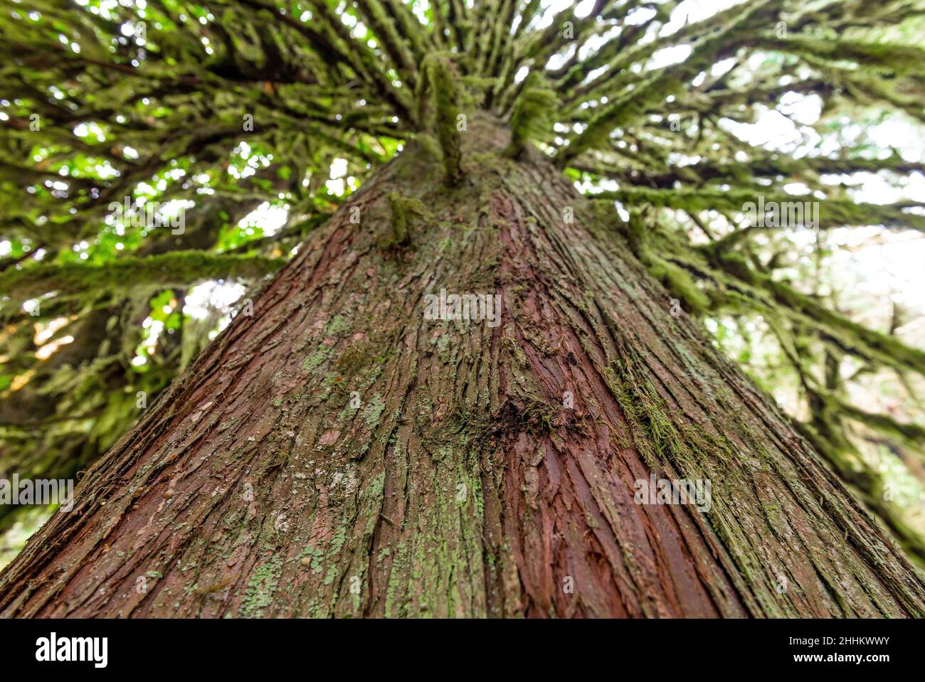 Roter Zedernbaum im tropischen Regenwald, MacMillan Provincial Park, Vancouver Island, Kanada. Fokus auf Vordergrund. Stockfoto